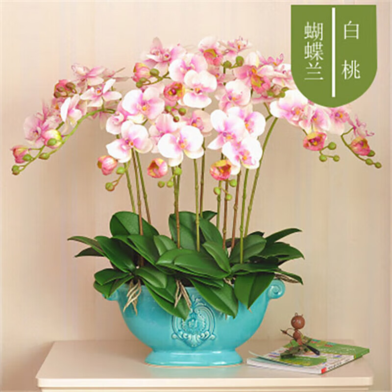 以绿苹果之姿，献礼师恩 泰西丝蝴蝶兰，一份小众而名贵的匠心之选