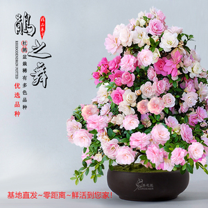 皋月杜鹃 馈赠之佳选，礼遇中的芬芳艺术