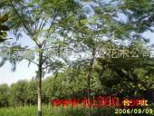 产品相册中的花木之美 河南省鄢陵县诚信花木公司礼品花卉鉴赏