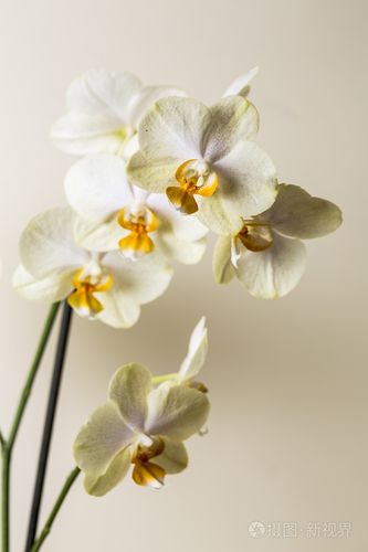 黄色的兰花花 spa 化妆品棕色系花卉礼品房间装饰花情人节